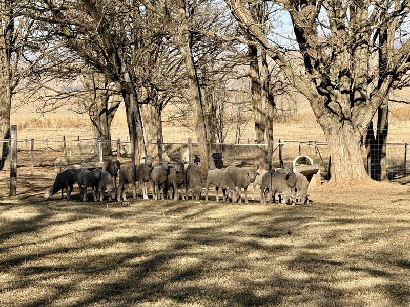 0 Bedroom Property for Sale in Harrismith Free State
